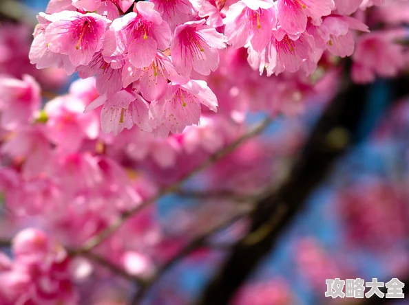 樱花校园怎么联机探索多人模式共赏樱花盛景与好友一起玩耍