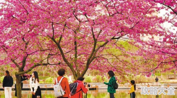 日本樱花盛开期预测提前各地陆续迎来最佳赏花时节