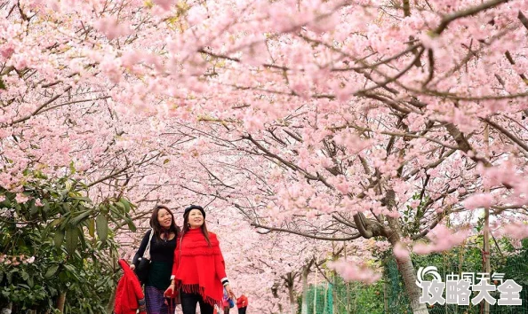 日本樱花盛开期预测提前各地陆续迎来最佳赏花时节