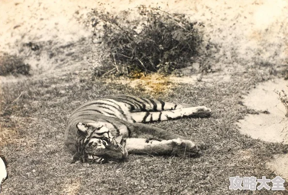 惊喜预告！猎杀对决1896正式定档，上线日期即将揭晓带来全新游戏体验！