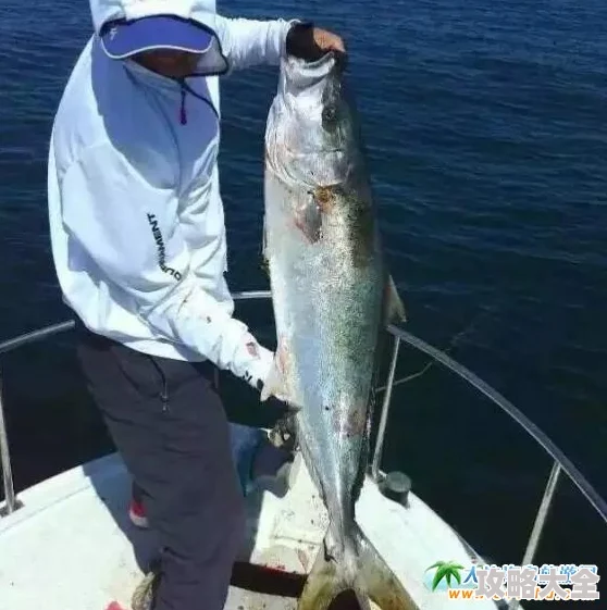 鸥美黄色片实际内容为鸥鸟捕食鱼类教学视频误导性标题已举报