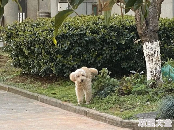 51朝阳吃瓜群众网曝某小区宠物狗随地大小便无人清理引发邻里纠纷