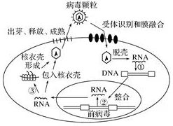 核酸是什么探索生命遗传信息的奥秘解读DNA与RNA的结构和功能