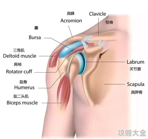 胸部色情片：其受欢迎的原因是满足了某些观众对特定身体部位的视觉刺激需求