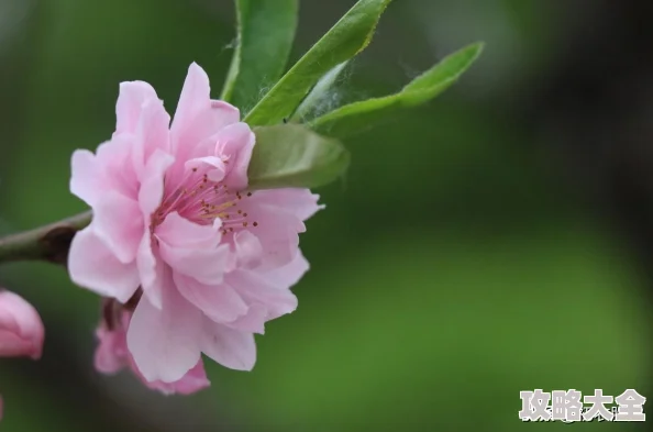 《饥荒永久灯制作攻略：详细步骤与技巧分享》