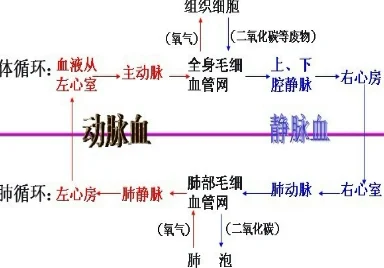 人体工厂肺部循环通关指南：掌握游戏机制，揭秘肺部循环通关技巧